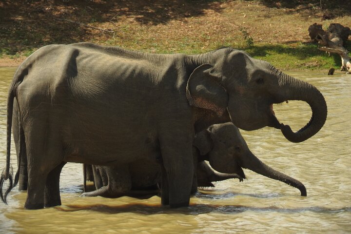 Full day Safari - Yala National Park - 04.30 am to 06.00 pm with - Janaka safari