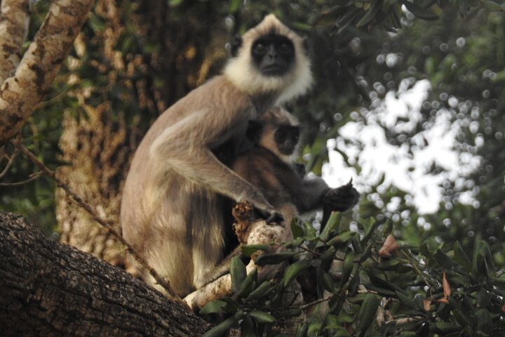 Full day Safari - Yala National Park - 04.30 am to 06.00 pm with - Janaka safari