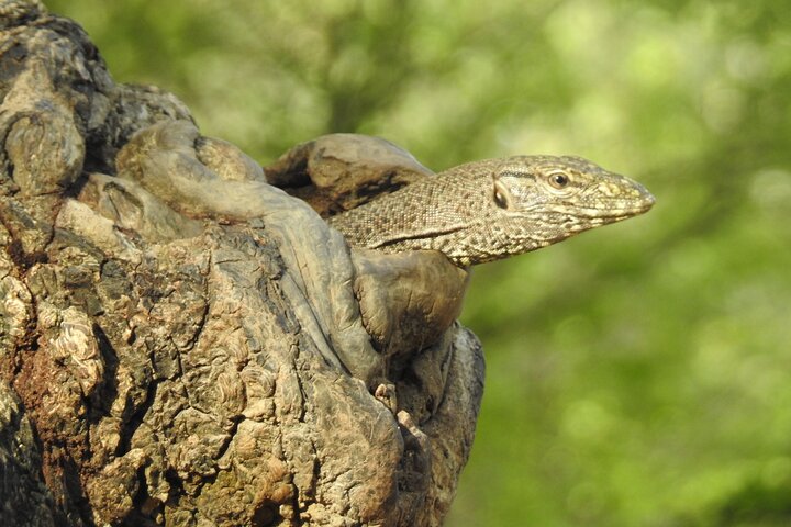 Full day Safari - Yala National Park - 04.30 am to 06.00 pm with - Janaka safari