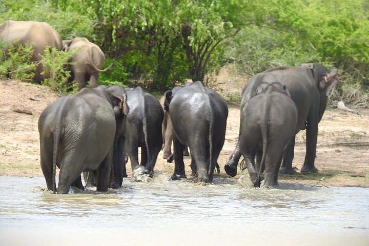Full day Safari - Yala National Park - 04.30 am to 06.00 pm with - Janaka safari