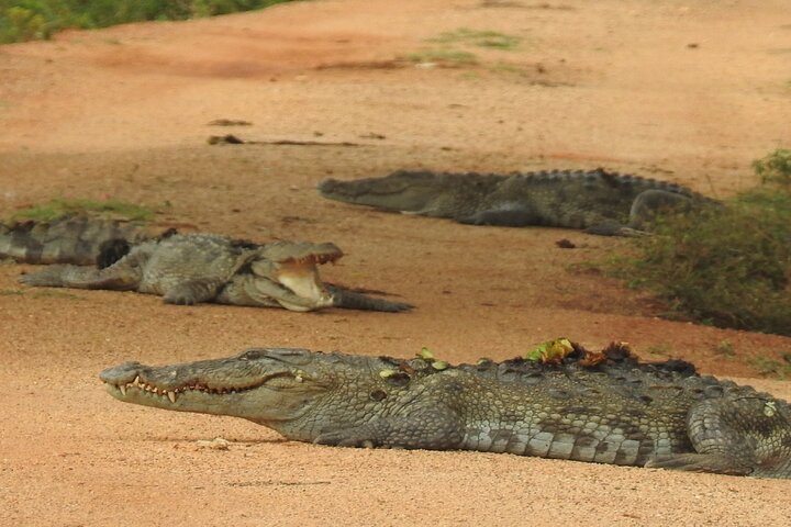 Full day Safari - Yala National Park - 04.30 am to 06.00 pm with - Janaka safari