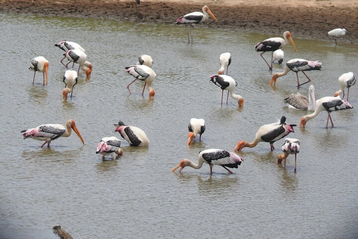 Full day Safari - Yala National Park - 04.30 am to 06.00 pm with - Janaka safari