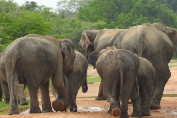 Full Day Safari Tour in Yala National Park