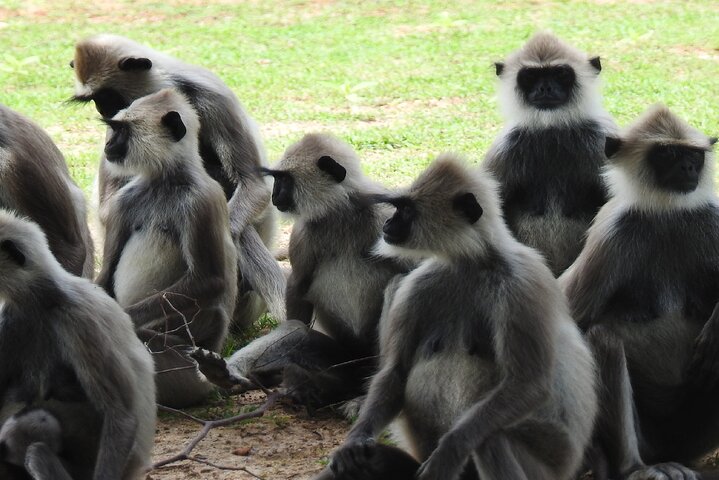 Full day Safari - Yala National Park - 04.30 am to 06.00 pm with - Janaka safari