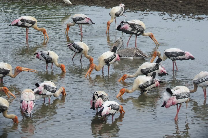 Full day Safari - Yala National Park - 04.30 am to 06.00 pm with - Janaka safari