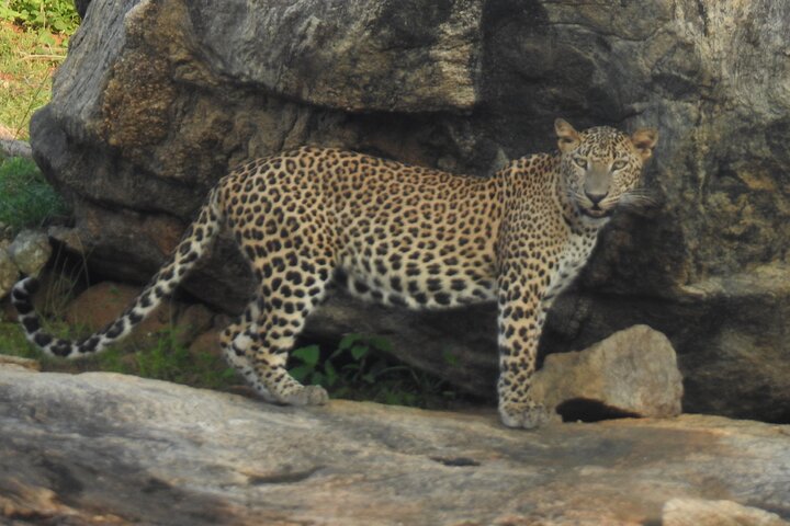 Full Day Safari Tour in Yala National Park