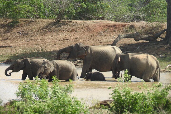 Full day Safari - Yala National Park - 04.30 am to 06.00 pm with - Janaka safari