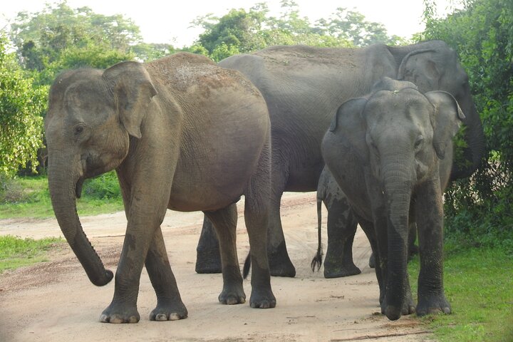Special Leopards and Elephants safari - 04.30 am to 11.30 am