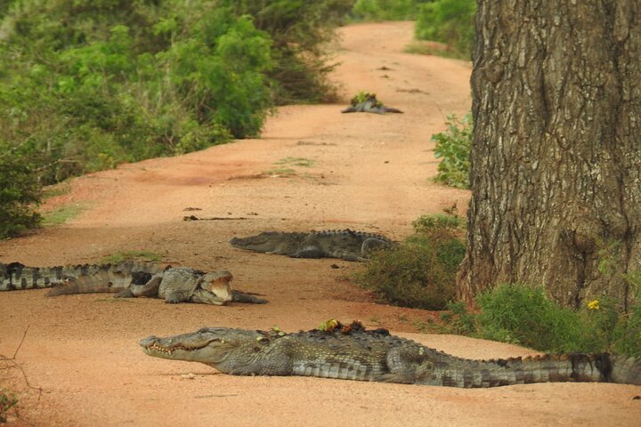 Full day Safari - Yala National Park - 04.30 am to 06.00 pm with - Janaka safari