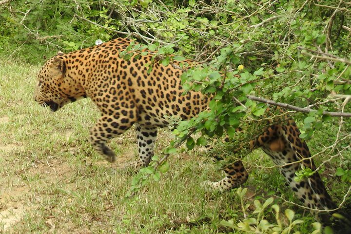 Full Day Safari Tour in Yala National Park
