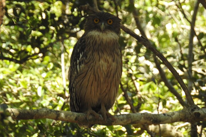 Full day Safari - Yala National Park - 04.30 am to 06.00 pm with - Janaka safari