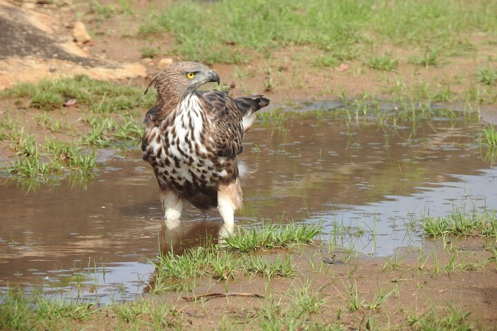 Full day Safari - Yala National Park - 04.30 am to 06.00 pm with - Janaka safari