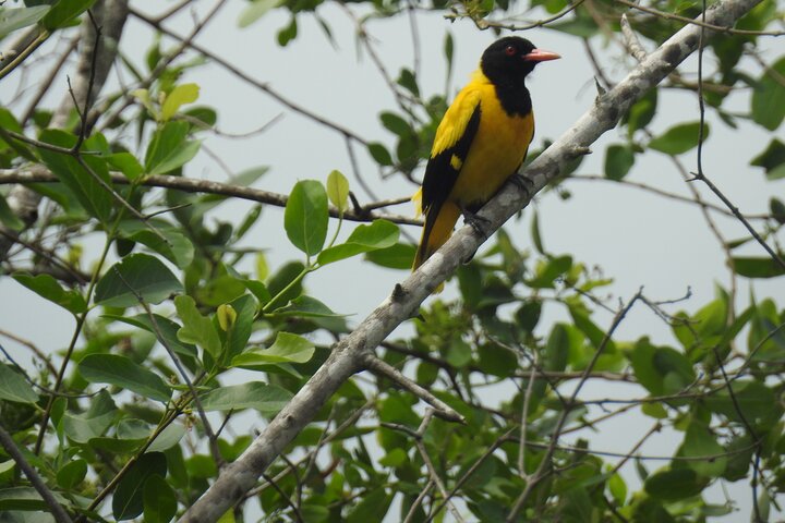 Full day Safari - Yala National Park - 04.30 am to 06.00 pm with - Janaka safari