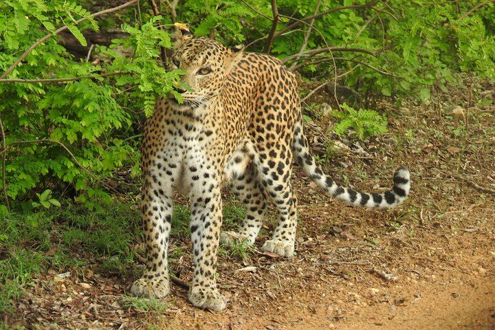 Full day Safari - Yala National Park - 04.30 am to 06.00 pm with - Janaka safari
