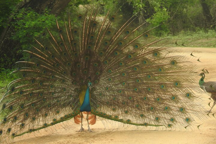 Full day Safari - Yala National Park - 04.30 am to 06.00 pm with - Janaka safari
