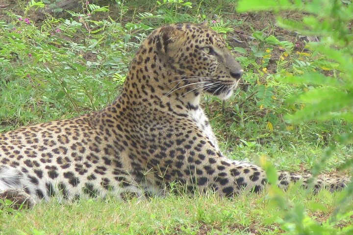 Special Leopards and Elephants safari - 04.30 am to 11.30 am