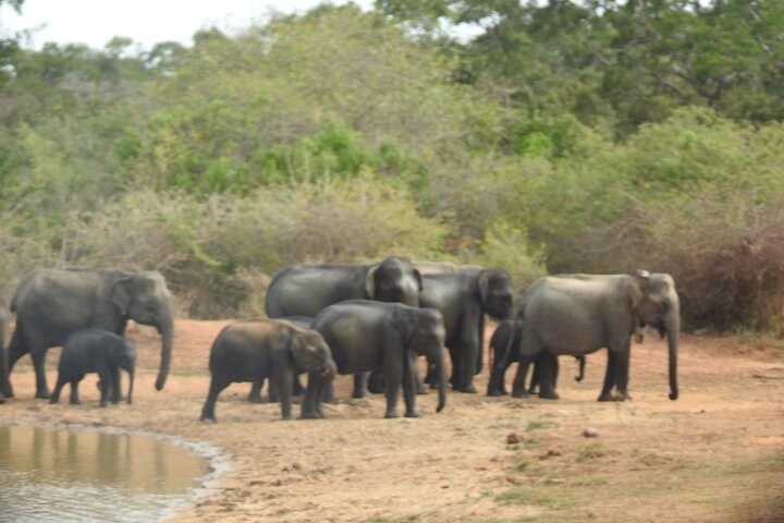 Evening Safari - Yala National Park with Janaka safari - 02.00 pm to 06.30 pm