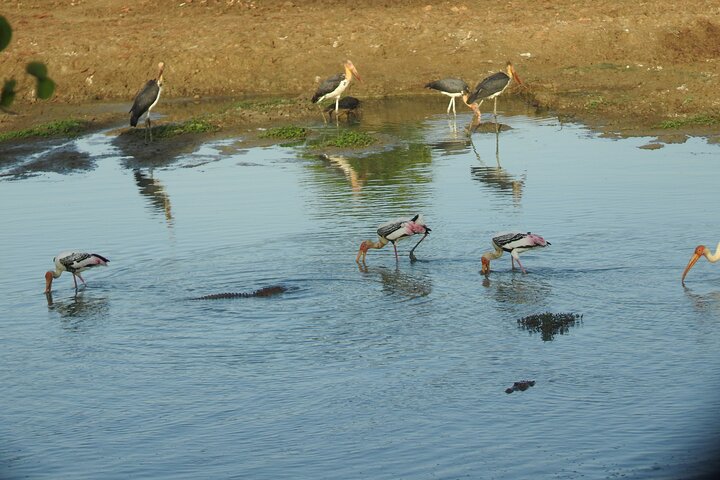 Evening Safari - Yala National Park with Janaka safari - 02.00 pm to 06.30 pm