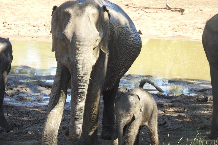 Evening Safari - Yala National Park with Janaka safari - 02.00 pm to 06.30 pm