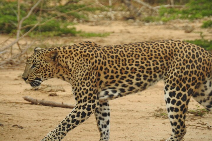 Evening Safari - Yala National Park with Janaka safari - 02.00 pm to 06.30 pm