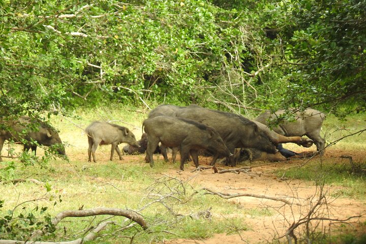 Evening Safari - Yala National Park with Janaka safari - 02.00 pm to 06.30 pm