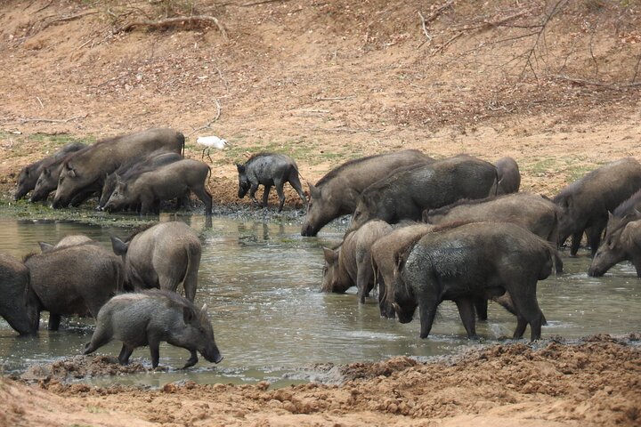 Evening Safari - Yala National Park with Janaka safari - 02.00 pm to 06.30 pm