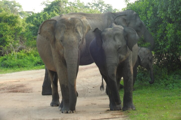 Full Day Safari ( The Best for Leopards & Elephants and more..)