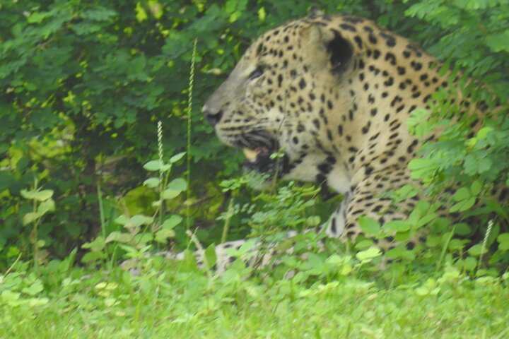 Full Day Safari ( The Best for Leopards & Elephants and more..)
