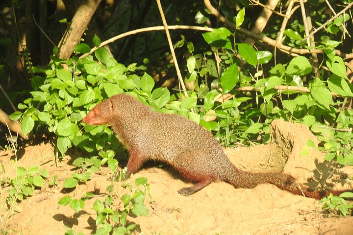 Full Day Safari ( The Best for Leopards & Elephants and more..)