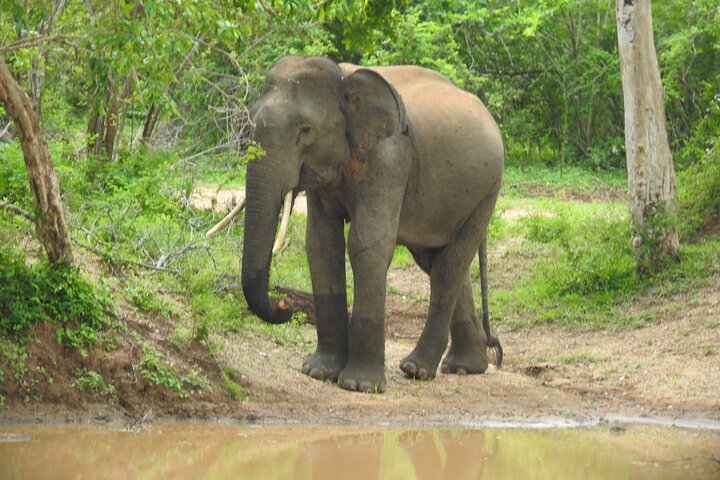 Full Day Safari ( The Best for Leopards & Elephants and more..)