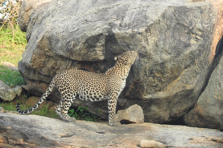 Full Day Safari ( The Best for Leopards & Elephants and more..)