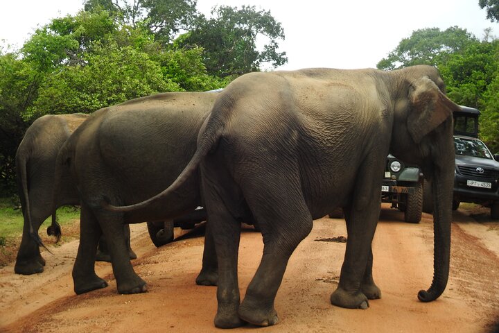 Full Day Safari ( The Best for Leopards & Elephants and more..)