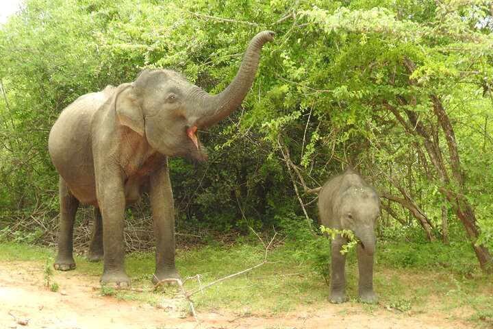 Full Day Safari ( The Best for Leopards & Elephants and more..)