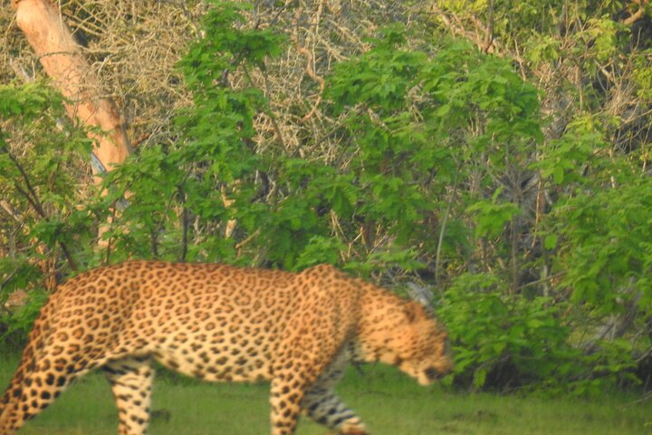 Special Leopards and Elephants safari - 04.30 am to 11.30 am