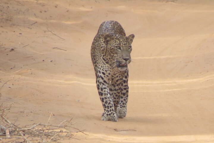 Special Leopards and Elephants safari - 04.30 am to 11.30 am