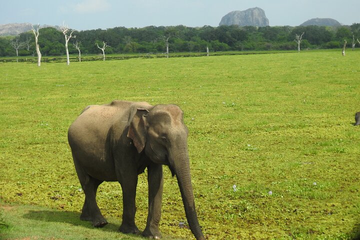 Special Leopards and Elephants safari - 04.30 am to 11.30 am