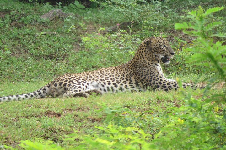 Special Leopards and Elephants safari - 04.30 am to 11.30 am