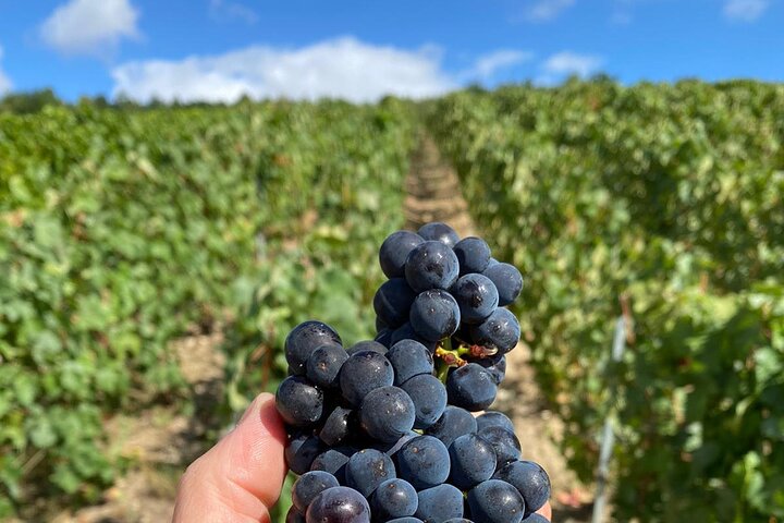 Exclusive Champagne Cellars & Dom Perignon Vineyards tour - Reims