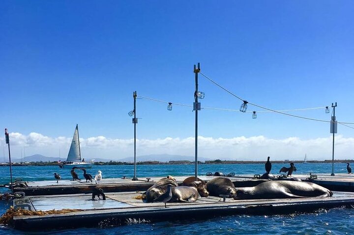San Diego Harbor Speed Boat Adventure