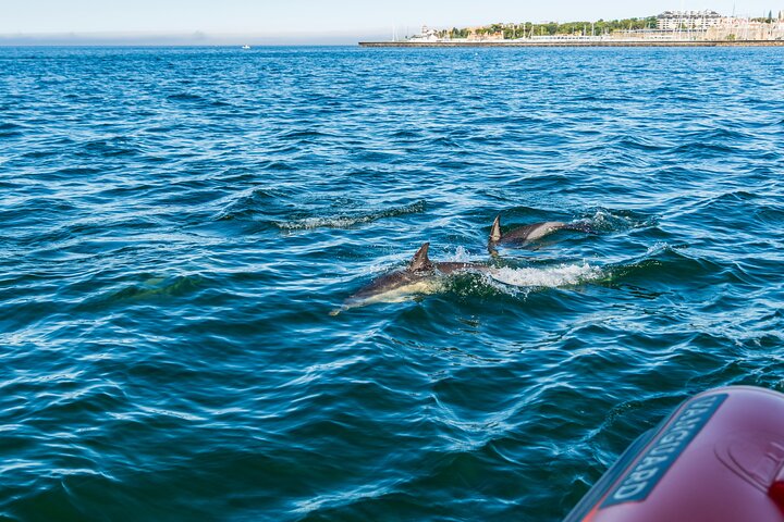 Cascais coast: Dolphin watching