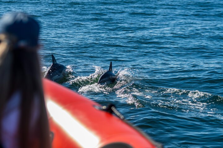 Cascais coast: Dolphin watching