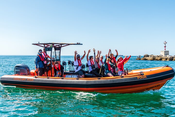 Cascais coast: Dolphin watching