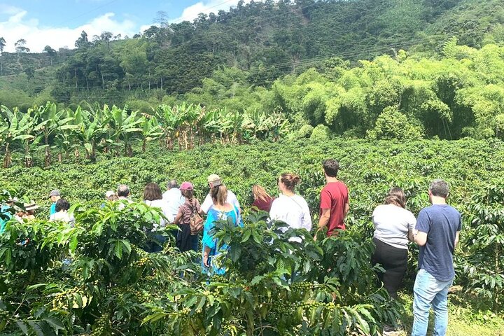 Salento and Cócora Tour plus Coffee Farm from Pereira or Armenia
