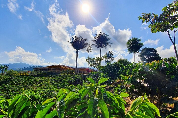 Salento and Cócora Tour plus Coffee Farm from Pereira or Armenia