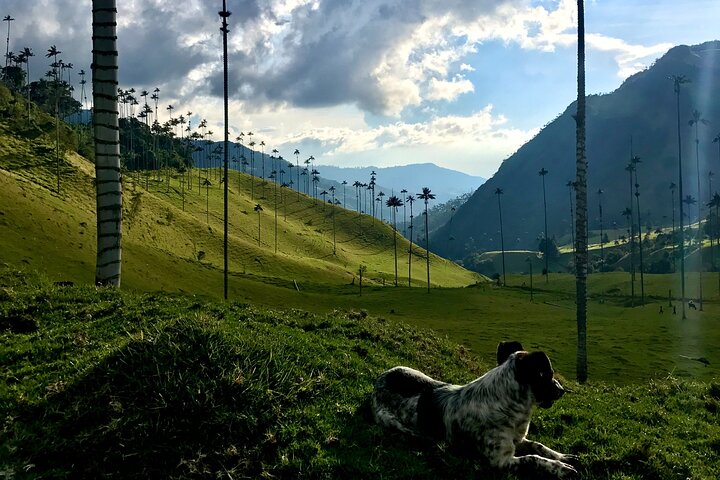 Salento, Cócora and Hot Springs Tour from Pereira or Armenia