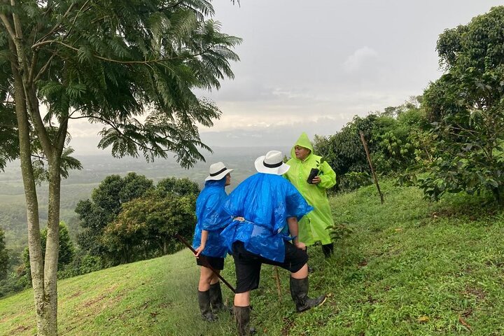Salento and Cócora Tour plus Coffee Farm from Pereira or Armenia