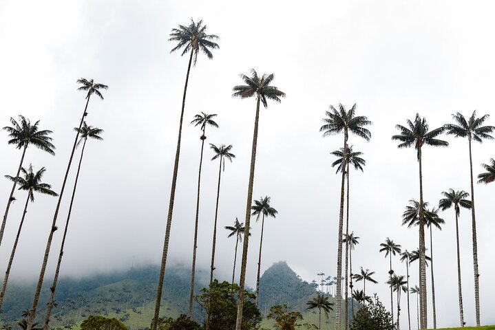 Salento and Cócora Tour plus Coffee Farm from Pereira or Armenia