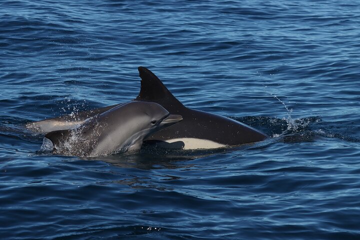 Dolphins & Benagil Caves 3h Small-group tour with Biologist