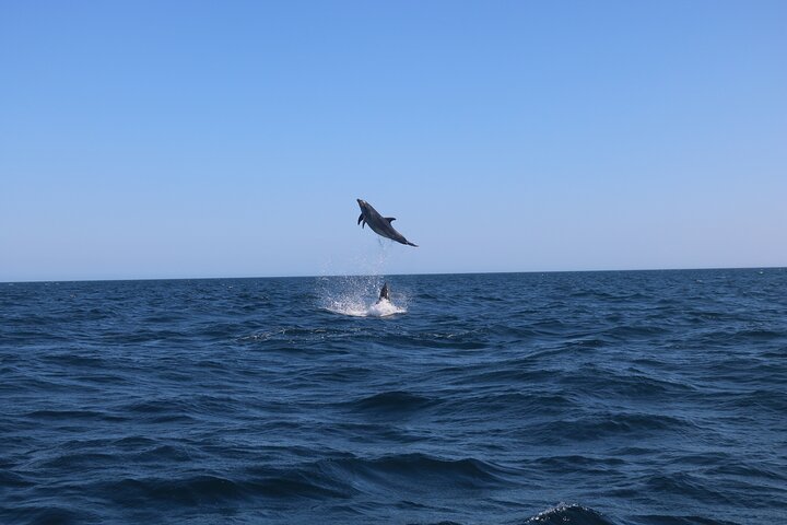 Dolphins & Benagil Caves 3h Small-group tour with Biologist