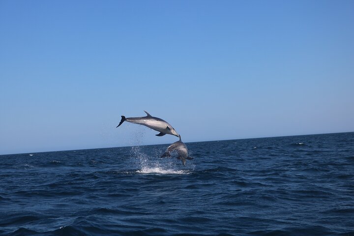 Dolphins & Benagil Caves 3h Small-group tour with Biologist